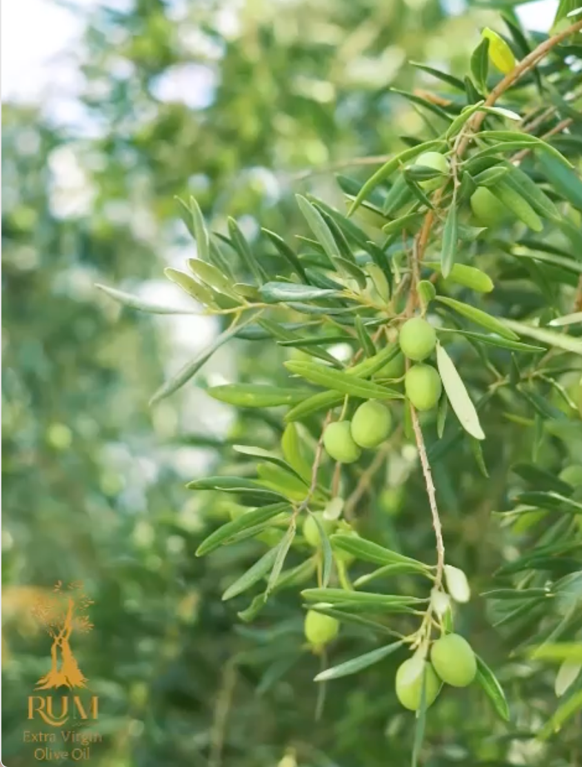 Olive Oil Tasting w/ RUM Olive Oil & Chef Ara