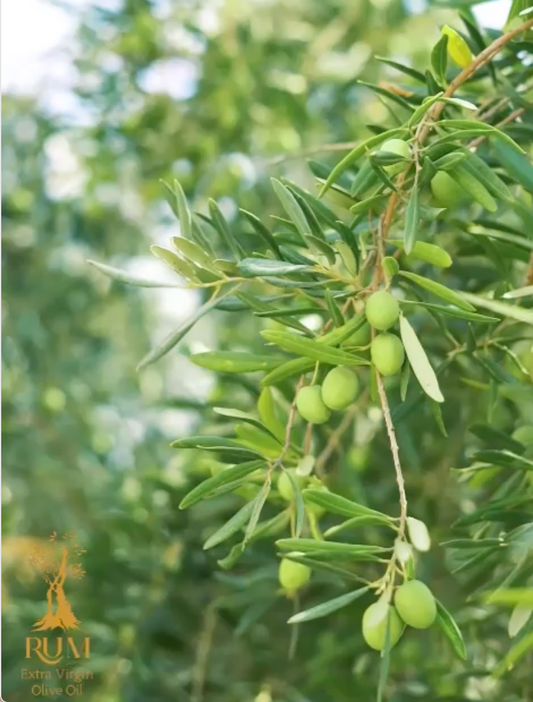 Olive Oil Tasting w/ RUM Olive Oil & Chef Ara
